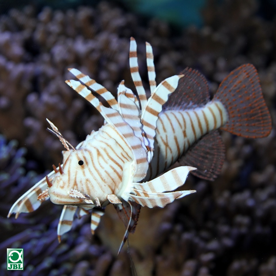 JBL MotionDeco Lionfish1