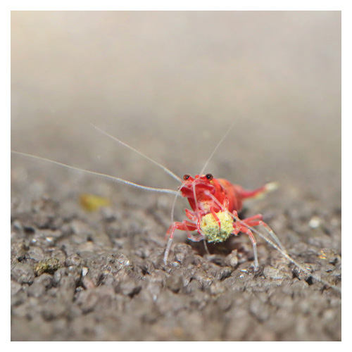 Pronovo Shrimp Grano S 3